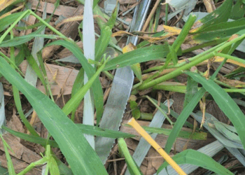 Jovens confessam assassinato ritualístico em Guiratinga; um alega “pacto de riqueza” com entidade espiritual