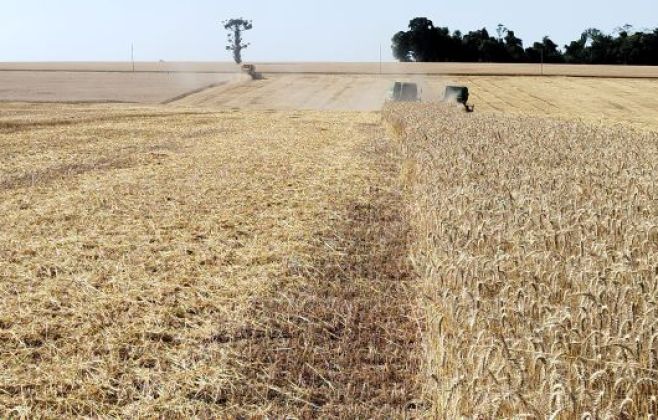 Colheita do trigo é finalizada no Rio Grande do Sul