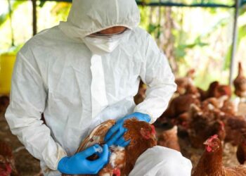 Mapa confirma influenza aviária em propriedade rural de Cuiabá e adota medidas sanitárias