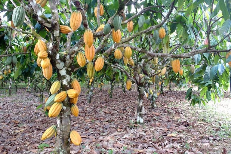 Pé de cacau carregado de frutos