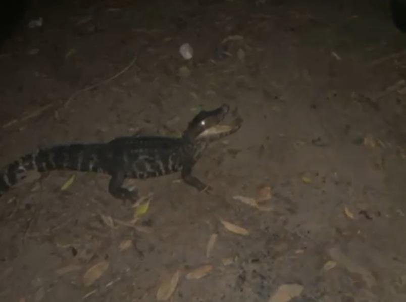 Batalhão Ambiental da Polícia Militar resgata jacaré preso em rede de pesca -