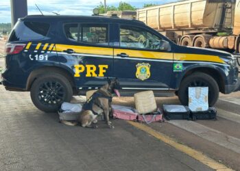 Cão farejador da PRF encontra cocaína escondida em malas de passageiras bolivianas em ônibus na BR-364