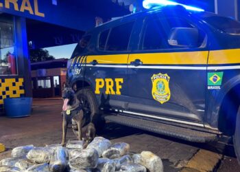 PRF apreende 38 kg de skunk com auxílio do cão K9 Zion em Rondonópolis