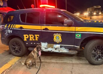 PRF apreende mais de 10 kg de skunk em ônibus interestadual na BR-364 em Rondonópolis