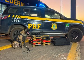PRF apreende mais de 35 tabletes de maconha em ônibus na BR-364, em Rondonópolis