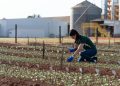 Entre a colheita e o novo plantio: conheça uma das etapas mais estratégicas da produção de sementes de soja